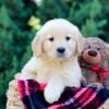 Image of Ocean, a Golden Retriever puppy