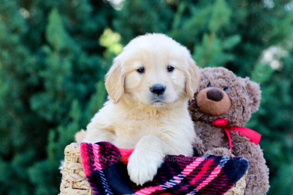 Image of Ocean, a Golden Retriever puppy