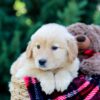 Image of Octavia, a Golden Retriever puppy