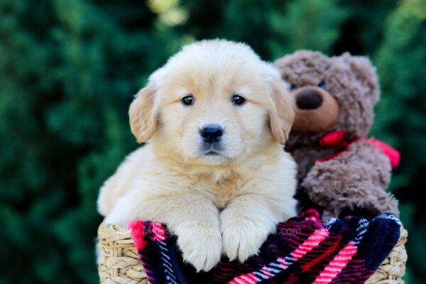 Image of Octavia, a Golden Retriever puppy