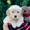 Image of Octavia, a Golden Retriever puppy