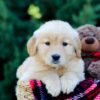 Image of Octavia, a Golden Retriever puppy