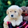 Image of Octavia, a Golden Retriever puppy