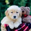 Image of Octavia, a Golden Retriever puppy