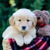 Image of Octavia, a Golden Retriever puppy