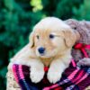 Image of Odyssey, a Golden Retriever puppy