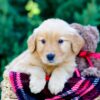 Image of Odyssey, a Golden Retriever puppy