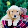 Image of Odyssey, a Golden Retriever puppy