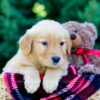 Image of Odyssey, a Golden Retriever puppy