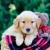 Image of Odyssey, a Golden Retriever puppy