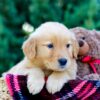 Image of Odyssey, a Golden Retriever puppy