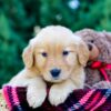 Image of Odyssey, a Golden Retriever puppy