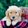 Image of Odyssey, a Golden Retriever puppy