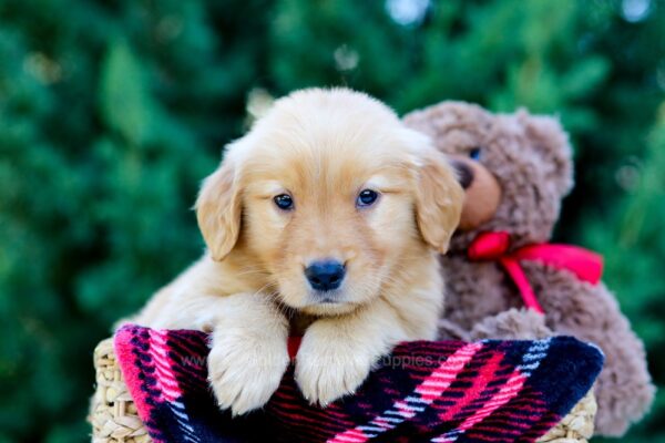 Image of Odyssey, a Golden Retriever puppy