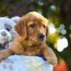 Image of Oliver, a Golden Retriever puppy