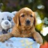 Image of Oliver, a Golden Retriever puppy