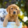 Image of Oliver, a Golden Retriever puppy