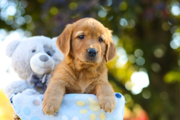 Image of Oliver, a Golden Retriever puppy