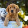 Image of Oliver, a Golden Retriever puppy