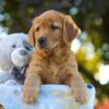 Image of Oliver, a Golden Retriever puppy