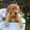 Image of Oliver, a Golden Retriever puppy