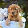 Image of Oliver, a Golden Retriever puppy