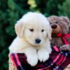 Image of Ollie, a Golden Retriever puppy