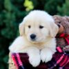 Image of Ollie, a Golden Retriever puppy