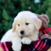 Image of Ollie, a Golden Retriever puppy