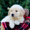 Image of Ollie, a Golden Retriever puppy