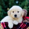 Image of Ollie, a Golden Retriever puppy