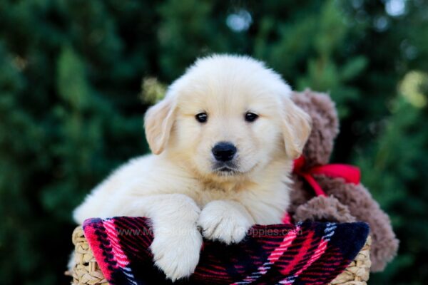 Image of Ollie, a Golden Retriever puppy