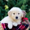 Image of Ollie, a Golden Retriever puppy