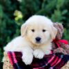 Image of Ollie, a Golden Retriever puppy