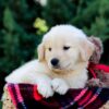 Image of Ollie, a Golden Retriever puppy