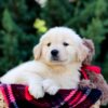 Image of Ollie, a Golden Retriever puppy