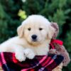 Image of Ollie, a Golden Retriever puppy