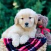 Image of Olympia, a Golden Retriever puppy