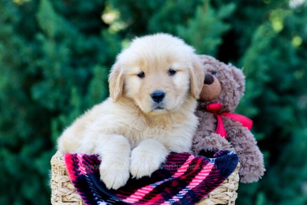 Image of Olympia, a Golden Retriever puppy