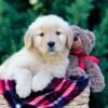 Image of Olympia, a Golden Retriever puppy