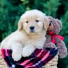 Image of Olympia, a Golden Retriever puppy