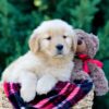 Image of Olympia, a Golden Retriever puppy