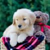 Image of Olympia, a Golden Retriever puppy