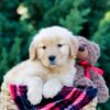 Image of Olympia, a Golden Retriever puppy