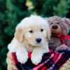 Image of Omar, a Golden Retriever puppy