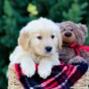 Image of Omar, a Golden Retriever puppy