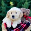 Image of Omar, a Golden Retriever puppy