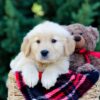 Image of Omar, a Golden Retriever puppy