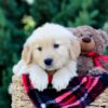 Image of Omar, a Golden Retriever puppy