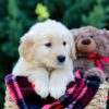 Image of Omar, a Golden Retriever puppy